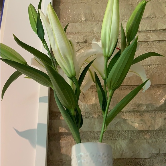 Meet your Posher, Molly - Picture 1 of 1